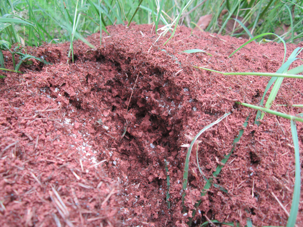 公園、社區(qū)、校園等公共場所進行有效紅火蟻防制